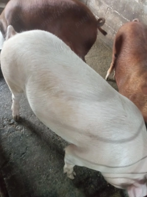 Porci de vânzare 