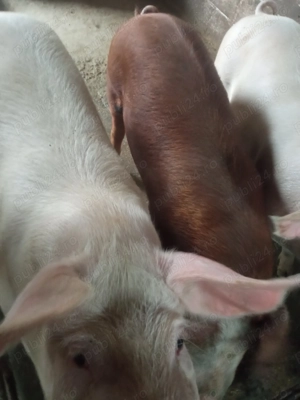 Porci de vânzare 