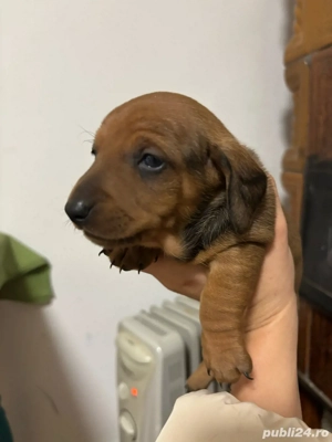 vand pui teckel  - imagine 5