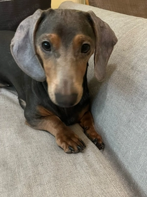 Vind  cațel - imagine 2