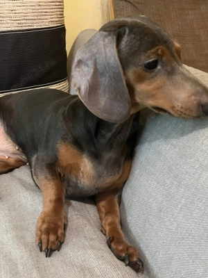 Vind  cațel - imagine 3