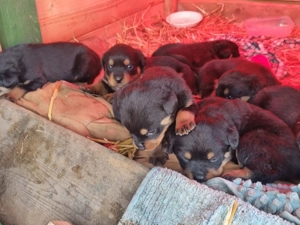 Vând catei rasa rottweiler 