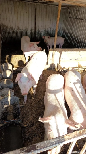 Porci rasă de carne pentru Crăciun - imagine 3