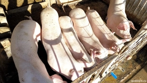 Porci rasă de carne pentru Crăciun - imagine 2