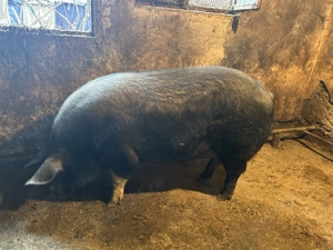 Vând porci Bazna  - imagine 3