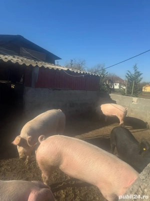porci intre 80-120kg 