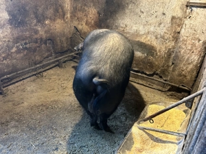 Vând porci Bazna  - imagine 4