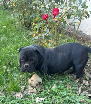 American Bully Exotic - imagine 2