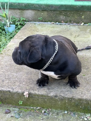 American Bully Exotic - imagine 3