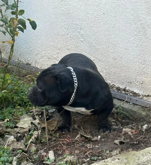 American Bully Exotic