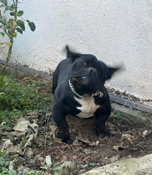 American Bully Exotic - imagine 4