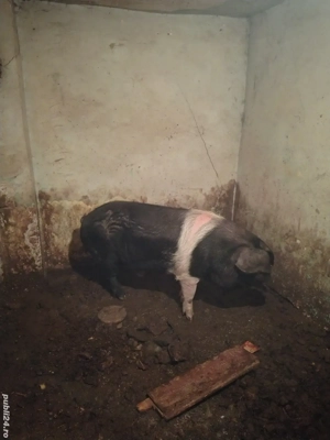 disponibil porc bazna 