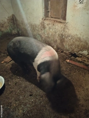 disponibil porc bazna  - imagine 4