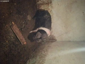 disponibil porc bazna  - imagine 3