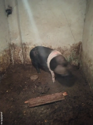 disponibil porc bazna  - imagine 2