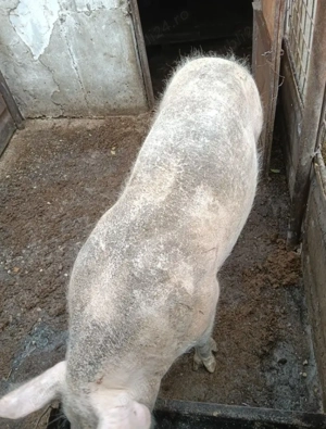 Porci de vânzare 