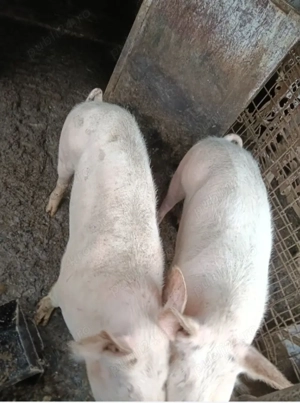 Porci de vânzare  - imagine 2