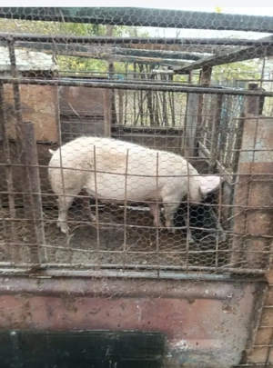 Vând porci rasă de carne 