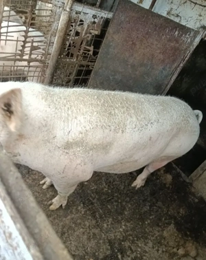 Porci de vânzare  - imagine 3
