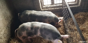 Porci pietran belgian