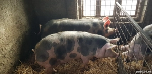 Porci pietran belgian - imagine 2