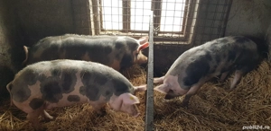 Porci de Craciun  - imagine 2