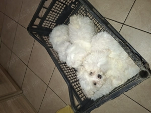 Bichon Maltez mini - imagine 3
