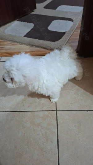 Bichon Maltez mini - imagine 2