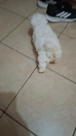 Bichon Maltez mini