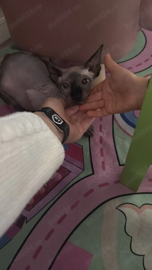 Pisica sphinx - femela