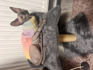 Pisica sphinx - femela