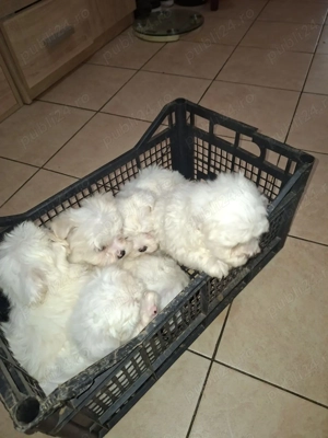 Bichon maltez mini - imagine 3