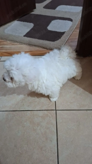 Bichon maltez mini - imagine 2