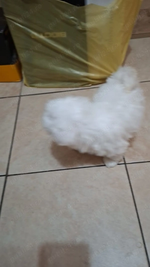 Bichon maltez mini - imagine 6