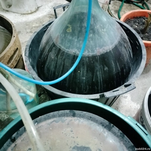 VIN Roșu Natural  de struguri 10 Lei litru ,2025 - imagine 2