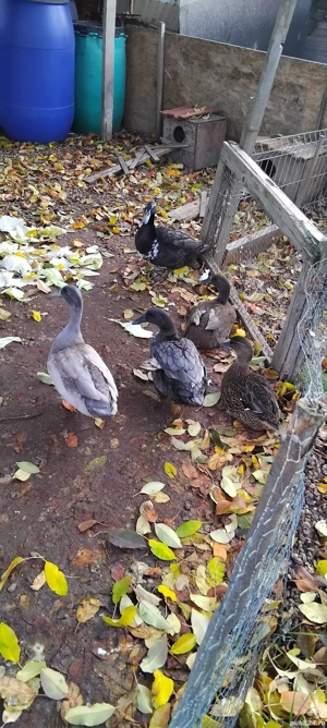 porumbei si rate disponibile