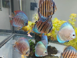 Pesti acvariu Discus  - imagine 5