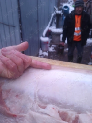 Porci de vânzare  - imagine 5