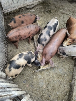 Vand 7 purcei de 11 săptămâni! loc.Bucerdea-Granoasa, jud.Alba