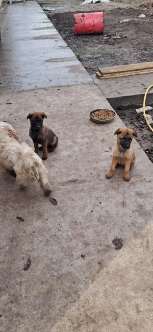 Sunt disponibili pui superbi de rasă Malinois Belgian, - imagine 4