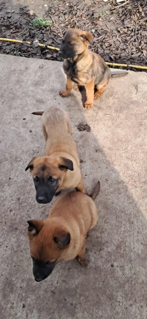 Sunt disponibili pui superbi de rasă Malinois Belgian, - imagine 3