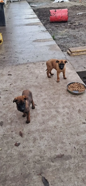 Sunt disponibili pui superbi de rasă Malinois Belgian, - imagine 2
