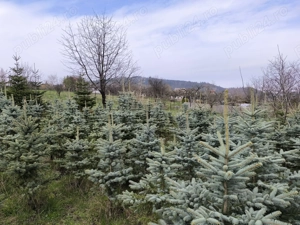 Molid argintiu de la 1 m până la 4 m - imagine 2