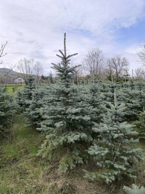 Molid argintiu de la 1 m până la 4 m - imagine 5