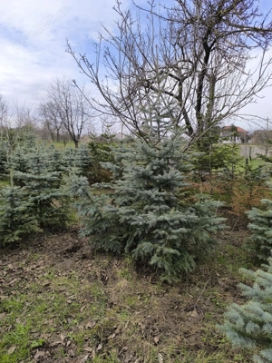 Molid argintiu de la 1 m până la 4 m