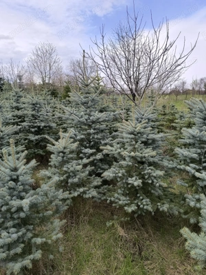 Molid argintiu de la 1 m până la 4 m - imagine 7