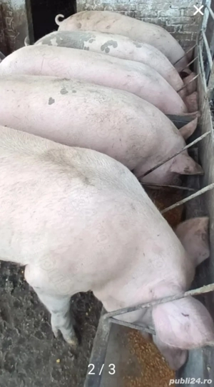 Porci de carne crescuti cu porumb si uruiala de la 120kg 130kg 140kg 150 kg 160kg 170kg 180kg 