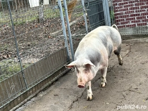 porc pentru tăiat 