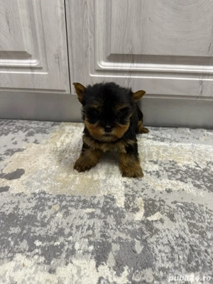 yorkshire terrier - imagine 4