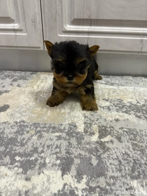 yorkshire terrier - imagine 3